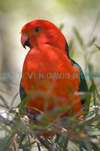 australian king parrot picture;australian king parrot;australian king-parrot;male australian king parrot;australian king parrot portrait;australian king parrot in tree;alisterus scapularis;red parrot;red and green parrot;healesville;victoria;steven david miller;natural wanders
