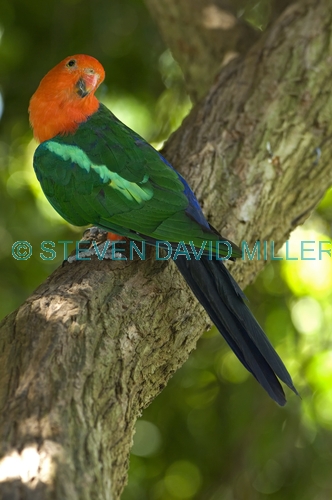 australian king parrot picture;australian king parrot;australian king-parrot;male australian king parrot;australian king parrot portrait;australian king parrot in tree;alisterus scapularis;red parrot;red and green parrot;adelaide zoo;south australia;steven david miller;natural wanders