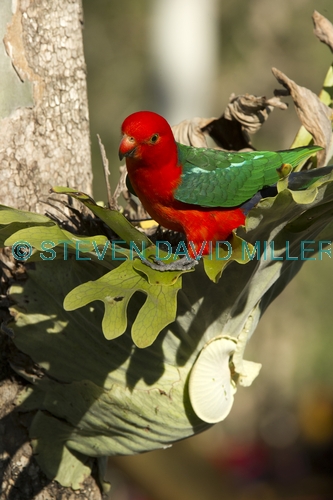 king parrot;australian king parrot;red and green parrot;male king parrot;cania gorge national park