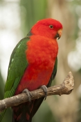 australian-king-parrot-picture;australian-king-parrot;australian-king-parrot;king-parrot-picture;mal