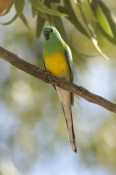 red-rumped-parrt-picture;red-rumped-parrot;red-rumped-parrot;psephotus-haematonotus;male-red-rumped-