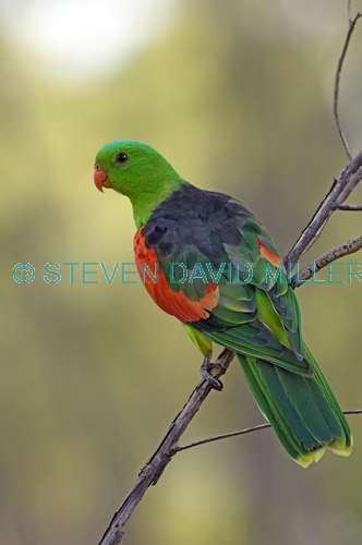 red-winged parrot picture;red-winged parrot;red winged parrot picture;red winged parrot;aprosmictus erythropterus;parrot;australian parrot;undara national park;australian national parks;queensland national park;steven david miller;natural wanders