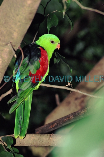 AUSTRALIA;BIRDS;PARROTS;VERTEBRATES;VERTICAL;red winged parrot;aprosmictus erythropterus