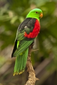 red-winged-parrot;red-winged-parrot-picture;male-red-winged-parrot;aprosmictus-erythropterus;parrot-
