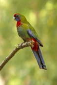 red-parrot