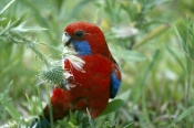 AUSTRALIA;BIRDS;PARROTS;PORTRAITS;VERTEBRATES;crimson-rosella;australian-parrot;red-parrot;rosella;p
