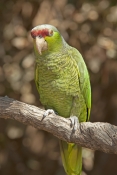 lilac-crowned-parrot;lilac-crowned-parrot;lilac-crown-parrot;finschis-amazon;finschis-amazon;amazona