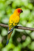 sun-conure;aratinga-solstitialis;south-american-parrot;central-american-parrot;small-parrot;orange-p