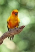 sun-conure;aratinga-solstitialis;south-american-parrot;central-american-parrot;small-parrot;orange-p