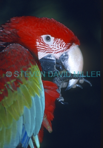 green-winged macaw picture;green-winged macaw;green winged macaw;ara chloropterared and green macaw;captive macaw;pet macaw;central american macaw;colorful macaw;colourful macaw;macaw beak;steven david miller;natural wanders