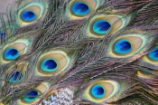 peacock-feathers-picture;peacock-feathers;pavo-crisatus-feathers;steven-david-miller;natural-wanders