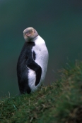 yellow-eyed-penguin-picture;yellow-eyed-penguin;yellow-eyed-penguin;penguin;megadyptes-antipodes;new