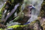 kea-parrot-picture;kea-parrot;alpine-parrot;new-zealand-parrot;nestor-notabilis;southern-alps;fiordl