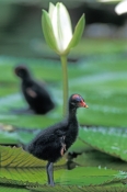 common-moorhen-picture;common-moorhen;common-moorhen-chick;moorhen-chick;moorhen;gallinule;gallinula
