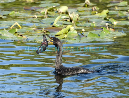 double crested cormorant picture;double crested cormorant;double-crested cormorant;cormorant;cormorant with fish;cormorant fishing;bird with fish;bird fishing;royal palm;everglades national park;catfish
