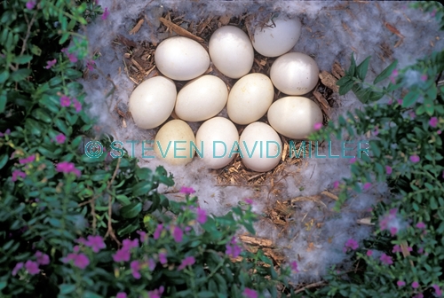 muscovy duck nest;cairina moschata nest;duck nest;nest with duck eggs;nest with muscovy duck eggs;nest with eggs and down;down nest;downy nest;nest;eggs in nest;steven david miller;natural wanders