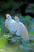 cattle-egret-picture;cattle-egret;cattle-egrets;cattle-egret-pair;bubulcus-ibis;cattle-egret-breedin