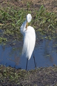 great-egret-picture;great-egret;ardea-albus;great-egret-preening-plumage;egret-preening;great-egret-