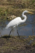 great-egret-picture;great-egret;ardea-albus;great-egret-walking;egret-walking;large-white-egret;whit
