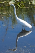 great-egret-picture;great-egret;ardea-albus;great-egret-in-water;great-egret-wading;large-white-egre