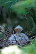 great-egret-picture;great-egret;ardea-albus;great-egret-chick;egret-chick;baby-bird;chick-in-nest;ba