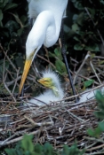 great-egret-picture;great-egret;ardea-albus;great-egret-chick;egret-chick;baby-bird;chick-in-nest;ba