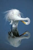 great-egret-picture;great-egret;ardea-albus;great-egret-preening;egret-preening;bird-preening-feathe