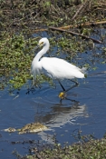 snowy-egret-picture;snowy-egret;egret;egretta-thula;egret-fishing;snowy-egret-fishing;florida-bird;w