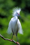 snow-egret-picture;snowy-egret;egretta-thula;white-egret;beautiful-bird;gorgeous-bird;snowy-egret-co