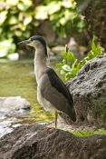 black-crowned-night-heron-picture;black-crowned-night-heron;black-crowned-night-heron;nycticorax-nyc