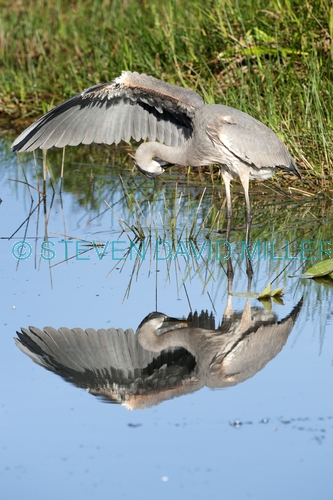 great blue heron picture;great blue heron;heron;large heron;Ardea herodias;great blue heron in water;royal palm;everglades national park;florida national park;florida birds;everglades birds;reflection;bird reflection;bird preening;heron preening;great blue heron preening;preening