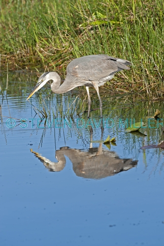 great blue heron picture;great blue heron;heron;large heron;Ardea herodias;great blue heron in water;royal palm;everglades national park;florida national park;florida birds;everglades birds;reflection;bird reflection