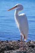 great-blue-heron-picture;great-blue-heron;great-blue-heron-white-morph;white-morph-great-blue-heron;