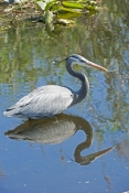 great-blue-heron-picture;great-blue-heron;heron;large-heron;Ardea-herodias;great-blue-heron-in-water