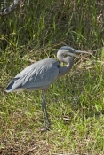 great-blue-heron-picture;great-blue-heron;heron;large-heron;Ardea-herodias;great-blue-heron-in-reeds