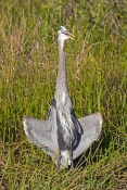 great-blue-heron-picture;great-blue-heron;heron;large-heron;Ardea-herodias;great-blue-heron-in-reeds