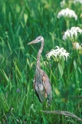 great-blue-heron-picture;great-blue-heron;juvenile-great-blue-heron;great-heron;blue-heron;big-heron