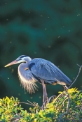 great-blue-heron-picture;great-blue-heron;heron;ardea-herodias;great-blue-heron-breeding-plumage;nes