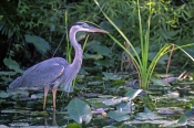 great-blue-heron-picture;great-blue-heron;great-heron;blue-heron;big-heron;large-heron;ardea-herodia