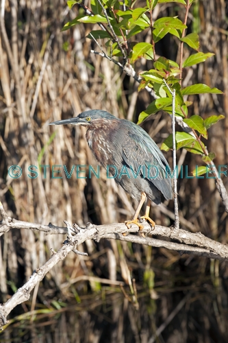 green heron picture;green heron;little heron;butorides virescens;immature green heron;young green heron;royal palm;everglades national park;everglades birds;florida national parks;florida birds