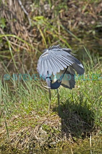 tricolored heron picture;tricolored heron;louisiana heron;tricolor heron;egretta tricolor;tricolored heron preening;heron preening;florida birds;florida national parks;everglades birds;everglades national park