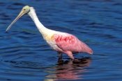 roseate-spoonbill-picture;roseate-spoonbill;spoonbill;florida-spoonbill;ajaia-ajaja;pink-bird;pink-s