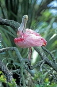 roseate-spoonbill-picture;roseate-spoonbill;spoonbill;florida-spoonbill;ajaia-ajaja;pink-bird;pink-s