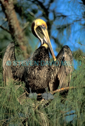 brown pelican;brown pelican picture;pelican;pelican courtship plumage;american pelican;pelican in tree;pelican with wings open;mangrove habitat;southwest florida