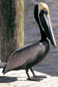 BIRDS;MARINE;PELICANS;PORTRAITS;SEABIRDS;USA;VERTEBRATES;VERTICAL;brown-pelican;pelecanus-occidental