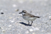 snowy-plover-picture;snowy-plover;plover;male-snowy-plover;snowy-plover-winter-plumage;charadrius-al