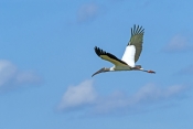 wood-stork-picture;wood-stork;stork;american-stork;florida-stork;mycteria-americana;wood-stork-flyin