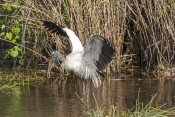 wood-stork-picture;wood-stork;stork;american-stork;florida-stork;mycteria-americana;wood-stork-bathi