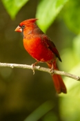 redbird;red-bird;common-cardinal;cardinal;passeriformes