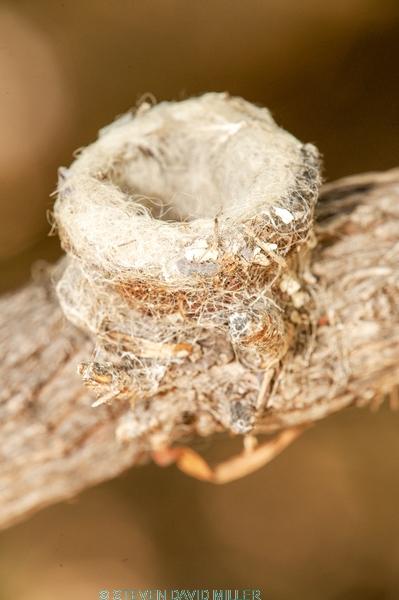 hummingbird nest;tiny nest;small nest;family Trochilidae